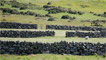 The old stone wall sheep pens.