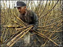 Tarlarlarda kamış toplayan işçiler