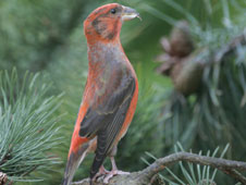 Scottish Crossbill (c) RSPB images