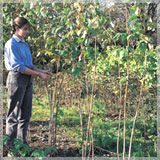 Raspberries on canes