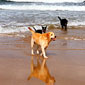 Ella (middle) on the beach in Portmuck, while on holiday with her cousins Otis and Oliver