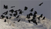 Jackdaws in the snow by Keith Jones