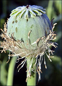 مزرعه خشخاش