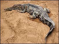 Foto de gavial. Foto de Fritz Geller-Grimm