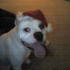 Another of Will's dogs 'Tyson'