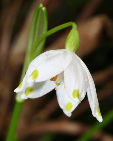 Snowdrops taken at Lochgoilhead in February courtesy of Michael Duignan