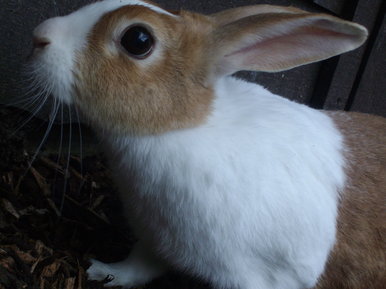 another picture of the same rabbit