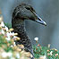 Eider Duck (Image: RSPB Images and Andy Hay)