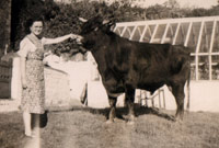 Brenda James (gynt Roberts_ yn arddangos Tarw (Tua 1941.) Llun tray garedigrwydd Brenda James