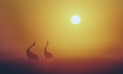 Red-crowned cranes silhouetted against bright sunrise ©Charlotte Scott