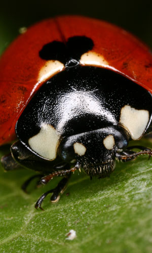 seven-spot-ladybird.jpg