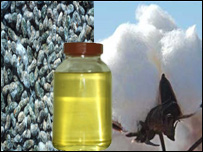 از پنبه دانه روغن 