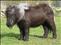 The Shetland Pony