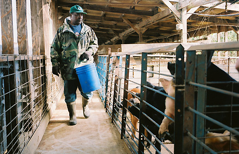 Man carrying blue bucket, feeding pigs. Photograph by Tom Rankin, Center for Documentary Studies at Duke University.