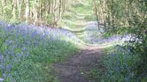 Bluebell avenue...
