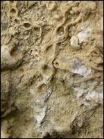Chain coral found on Wenlock Edge