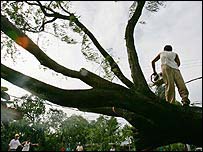 Dọn dẹp cây đổ ở Candelaria, tỉnh Quezon.