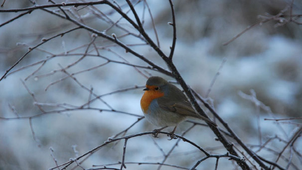 Robin in cold weather