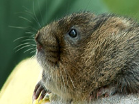 Water Vole