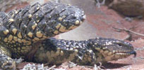 shinglebacks