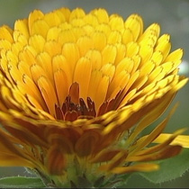 Calendula 'Indian Prince'