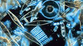 diatoms.jpg