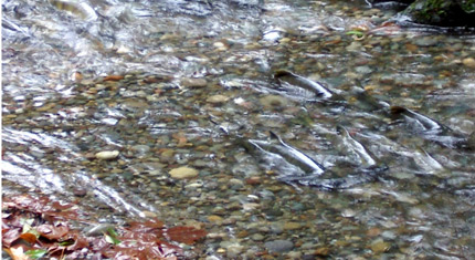 Salmon run
