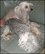 Two Chinese Crested dogs