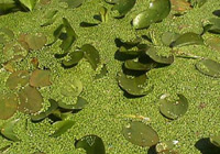 Pic: Duck Weed