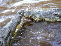 Krokodýl americký