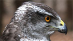 Goshawk