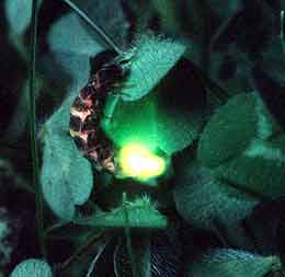 UK glow worm ©Robin Scagell of the UK Glow Worm Survey