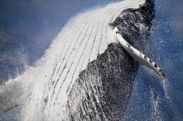 Humpback whale by Sue Flood