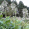 Nicotiana sylvestris