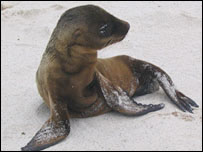 Leão-marinho. Foto: Galápagos Conservation Trust. 