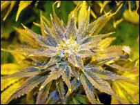 skunk（大麻的一种）