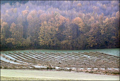 Furrows by Sven Torrent