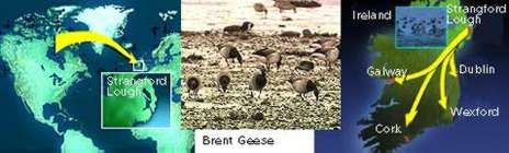 Image showing migration patterns for birds to Strangford