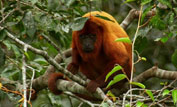 Howler monkey