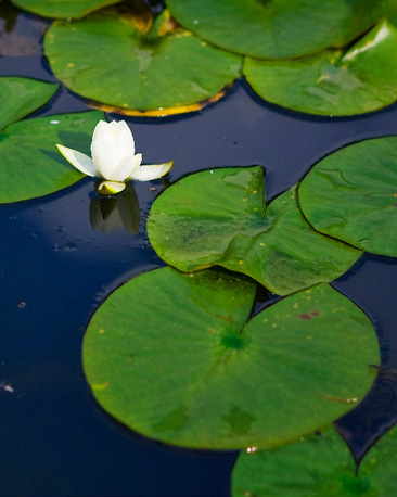 A white lily in a lily pond, surrounded by green lily pads.