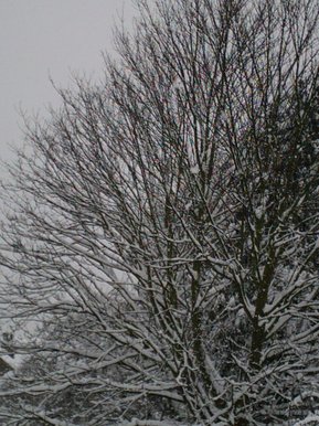 Snowy Tree