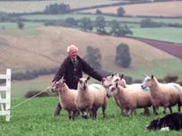 Sheepherding