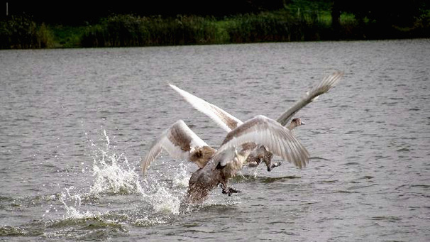 Cygnets about to take off and fly