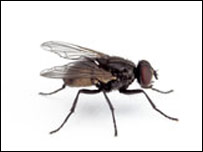 مچ يا د مکروبونو الوتکه