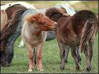 Pôneis na Inglaterra