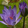 Nymphaea caerulea