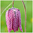 Flower photos video (Image: Fritillary)