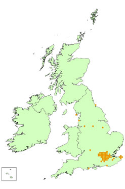 The distribution of ring necked parakeets in the UK.