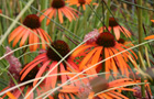 Echinacea 'Art's Pride'