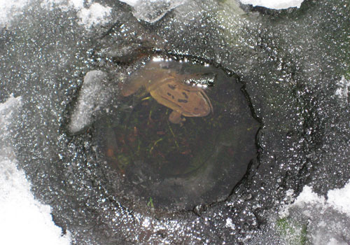 frog under the ice by sally / great crested newt